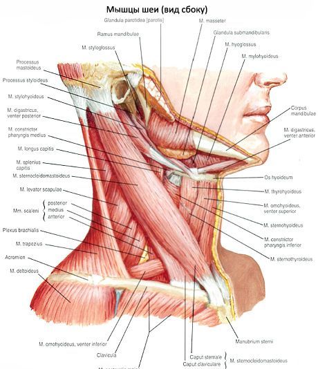 Breast klavikularno-mastoidne mišice (m. Sternocleidomastoideus)