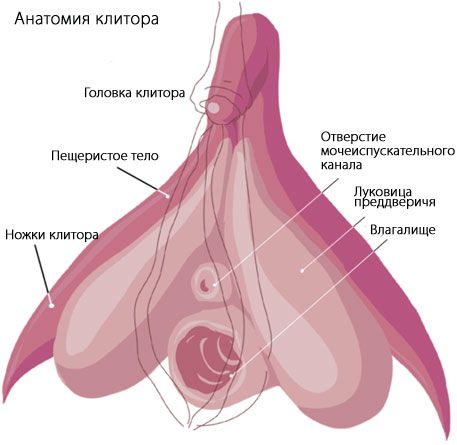 Anatomija klitorisa