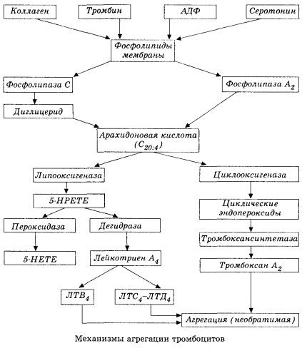 Začetna stopnja hemokagulacije in mehanizem lokalne homeostaze v hemokaguagulaciji