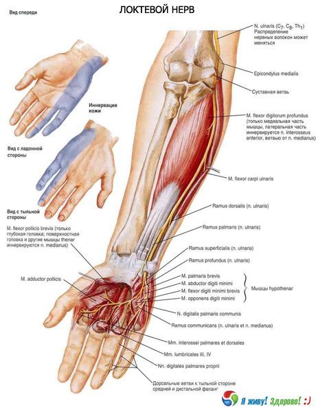 Ulnar živec