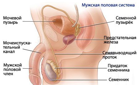 Anatomija in fiziologija moškega reprodukcijskega sistema