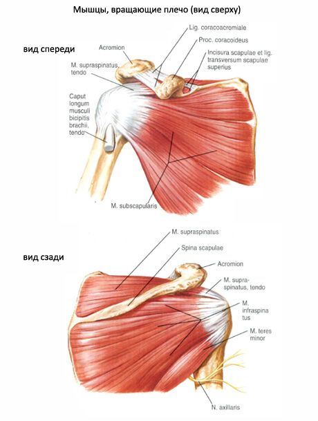 Mišične in subakute mišice