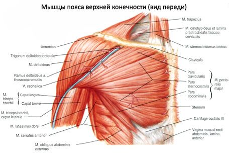 Mišice prsi