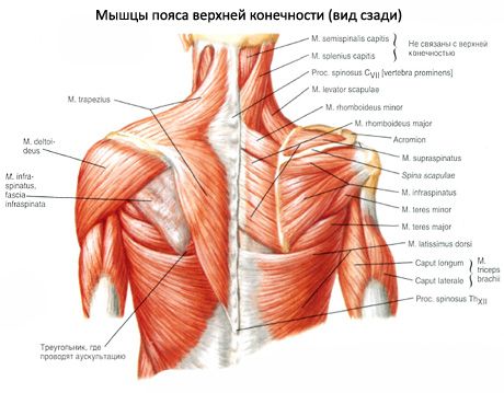 Mišične in subakute mišice