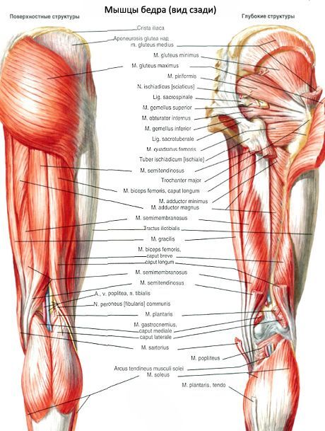 Mišice medenice (mišice medeničnega pasu)
