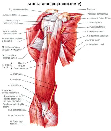 Biceps roka (ramena biceps)