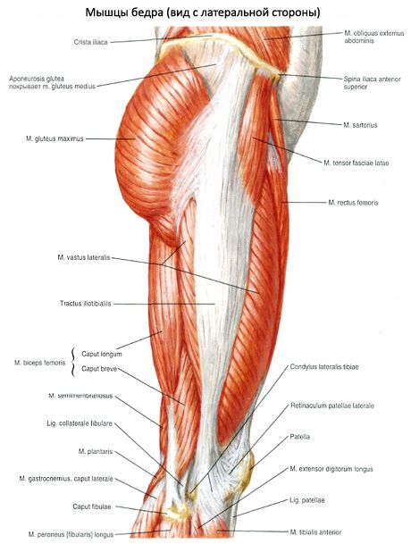 Mišice medenice (mišice medeničnega pasu)