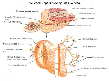 Parotidna slinavka