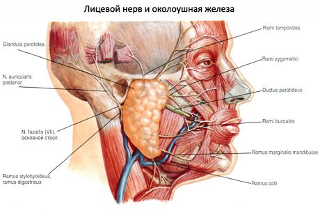 Parotidna slinavka