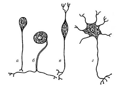 Vrste živčnih celic