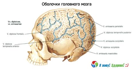 Modeli možganov