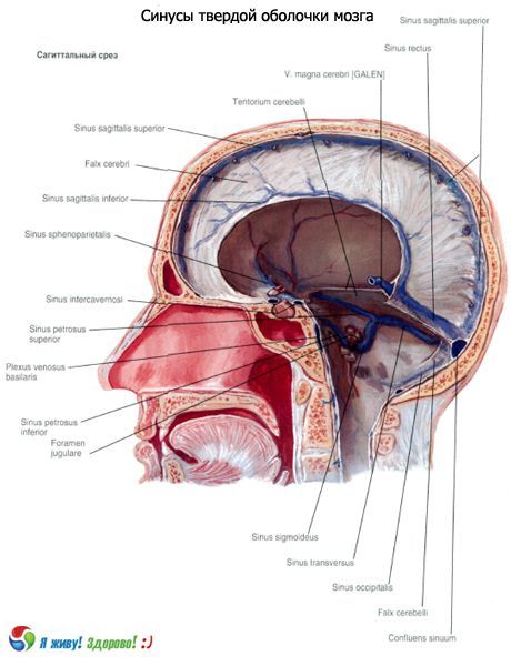 Sinusi (sinusi) trdne membrane možganov