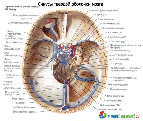 Sinusi (sinusi) trdne membrane možganov