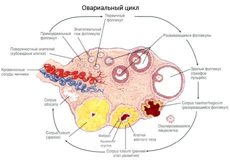 Ovogeneza.  Menstruacijski ciklus