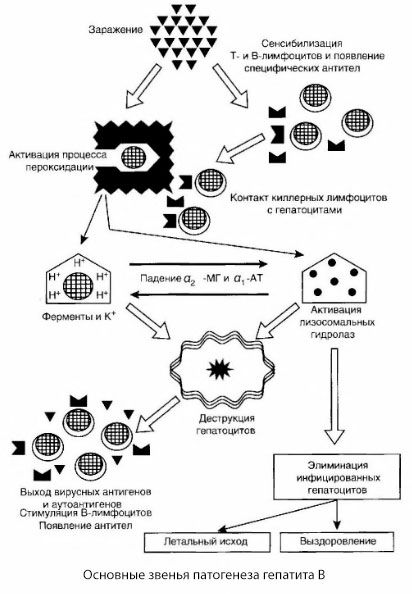 Patogeneza hepatitisa B