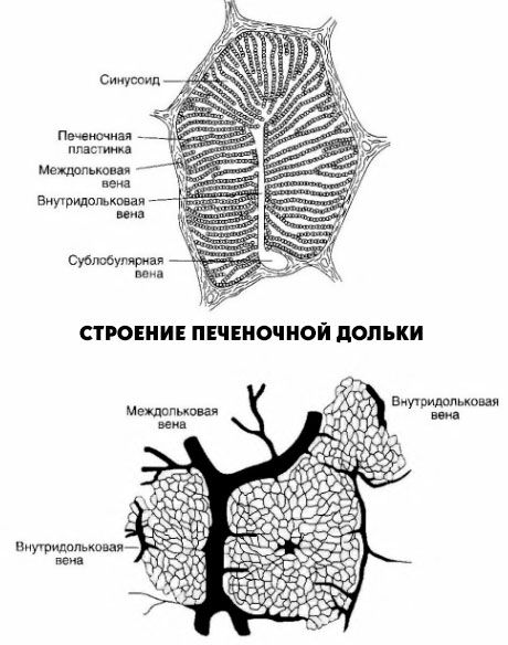 Struktura jetrnega režnja