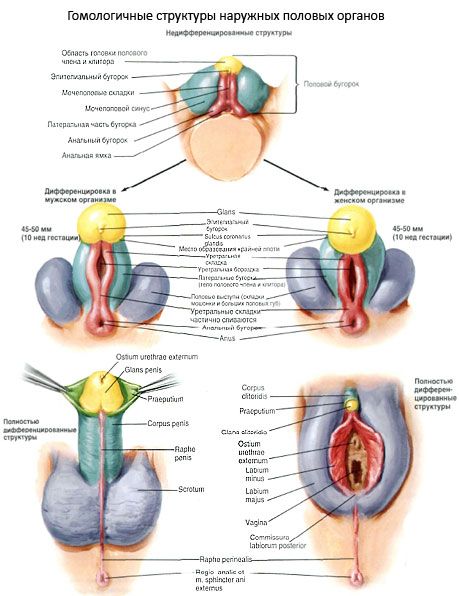 Homologne strukture zunanjih spolnih organov