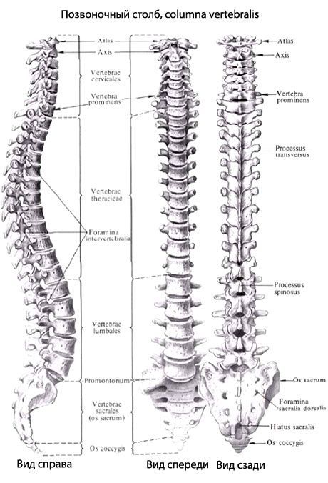 Hrbtenica (hrbtenica)