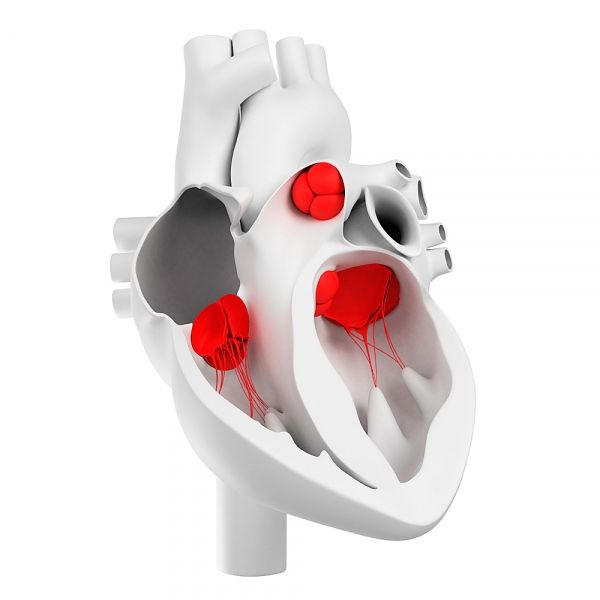 Srčni ventili in njihova morfološka struktura