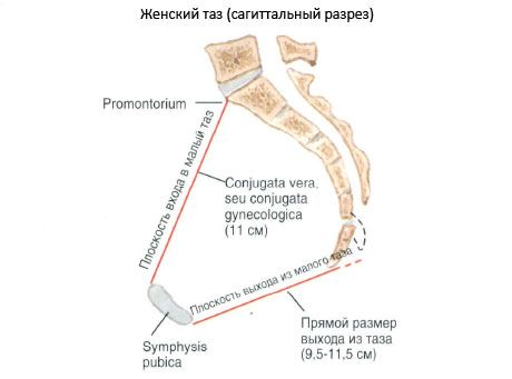 Medenico kot celota