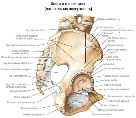 Pelvic kost