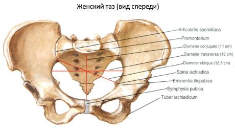 Medenico kot celota