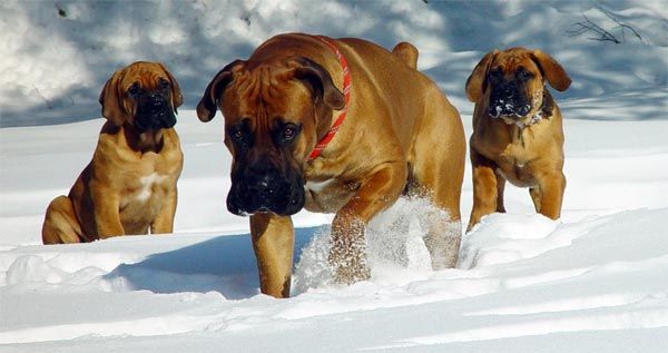 Južnoafriški mastif ali Boerboel