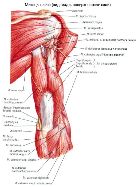 Triceps brachialis mišice (triceps pecula)