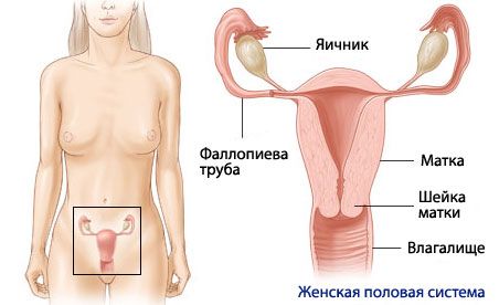 Anatomija in fiziologija ženskega reprodukcijskega sistema