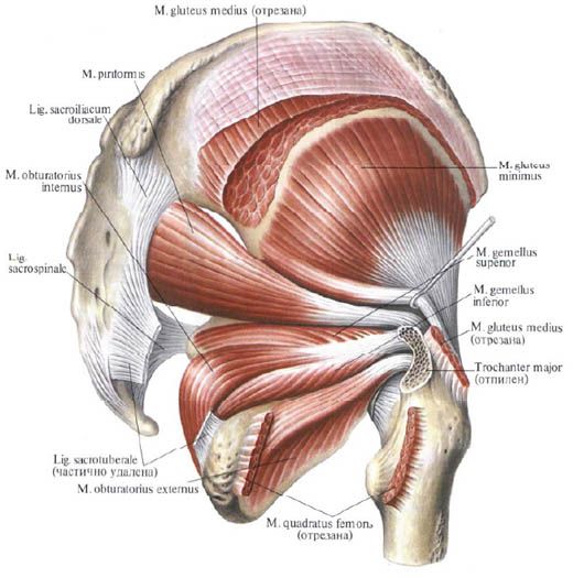 Gluteus mišice (medialna gluteusna mišica)