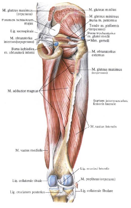 Gluteus mišice (majhne gluteus mišice)