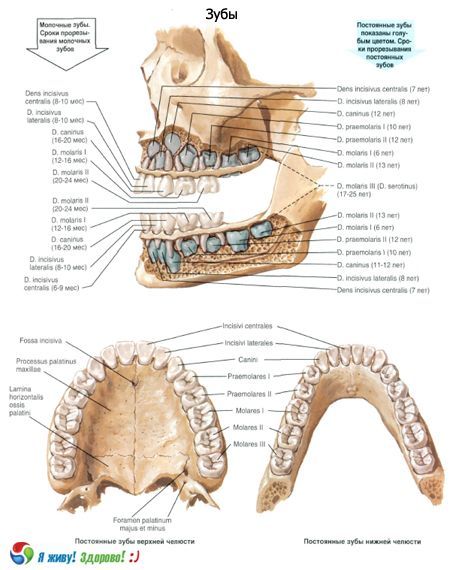 Zobje.  Struktura zoba